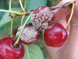 Hogyan kell menteni a kertben gyümölcs rothadás