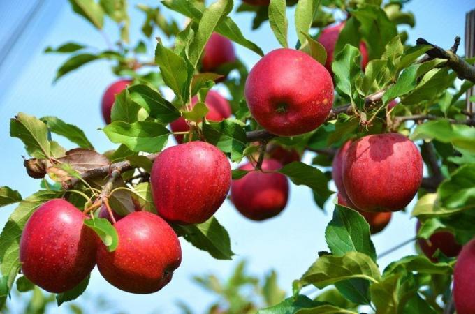Mi van, ha az alma és a szilva nem gyümölcsöt?