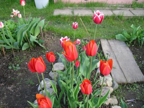 Igen, a tulipán - ez könnyű. De a stílus!