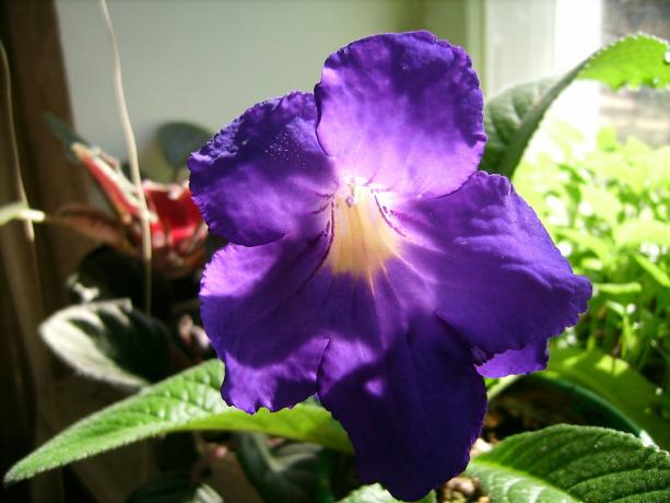 Nagy virágok - az egyik legfontosabb előnye strepokarpusa