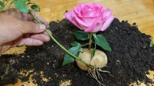 Szeretőjét Maid: burgonya rózsa
