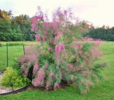 Tamarkis - szívós fa Astilbe Garden