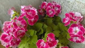 Műtrágyázás tavasszal muskátli: 3 lehetőség a kezdete a tömeges virágzás