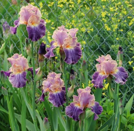Iris nevezhetjük isteni virág. Az ókori görögök nevű növény tiszteletére a istennő Iris, amely leszáll a mennyből a halandó világban a szivárvány felett. Iris és fordítja a „szivárvány” Később botanikusok úgy döntött, hogy ne érjen semmit a neveket. És ez így van rendjén!