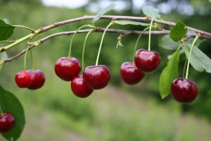 Cseresznye jó gyümölcsöt, a következő évben: Hogyan megtermékenyítő, és véd a rágcsálók