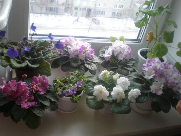 Ritka variáns: ibolya, virágzás télen. Tekintse: http://ssdosug.ru