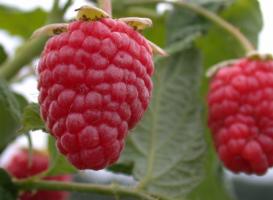 Raspberry egy nagy és édes: 7 Titkok gondozásának bogyók a kertben