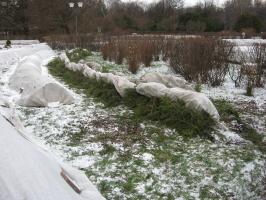 Lucfenyő ágai számára menedéket a téli: Mennyire veszélyes és hogyan kell csinálni
