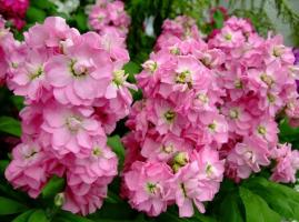 Top 8 illatos virágok virágágyások