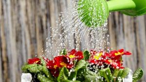 Hogyan lehet víz a növények gyors növekedését és dús virágzás
